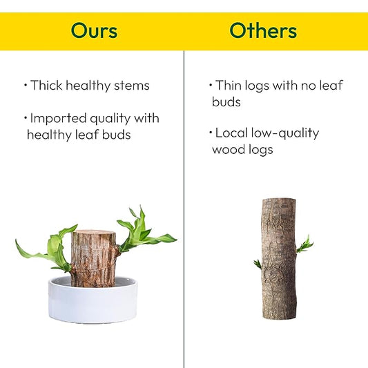 Green Lucky Brazil Wood Potted Plant (Brown)